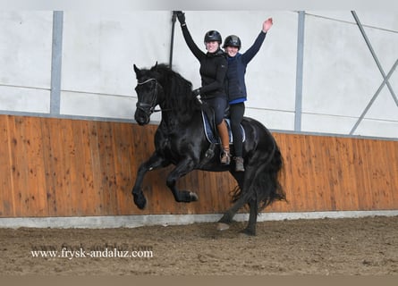 Konie fryzyjskie, Wałach, 9 lat, 170 cm, Kara