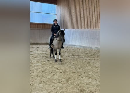 Konik, Caballo castrado, 3 años, 140 cm, Bayo