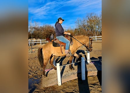 Konik, Caballo castrado, 3 años, 141 cm, Bayo