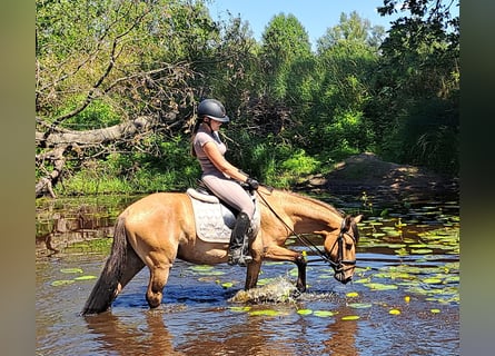 Konik Mestizo, Caballo castrado, 3 años, 155 cm, Bayo