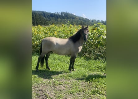 Konik, Caballo castrado, 4 años, 139 cm, Bayo