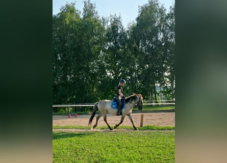 Konik, Caballo castrado, 4 años, 140 cm, Bayo