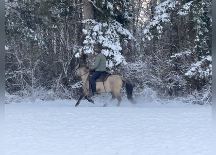 Konik, Caballo castrado, 4 años, 141 cm, Bayo