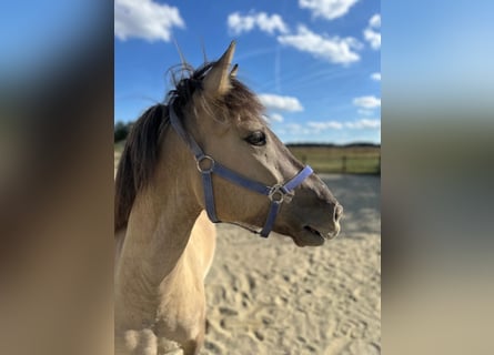 Konik, Caballo castrado, 4 años, 142 cm, Bayo