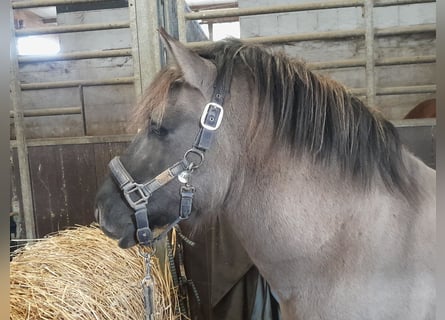 Konik, Caballo castrado, 6 años, 135 cm, Bayo