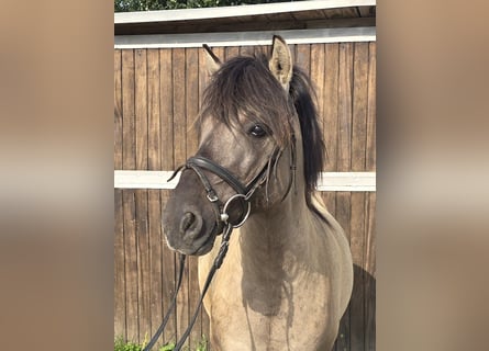 Konik, Caballo castrado, 7 años, 135 cm, Bayo