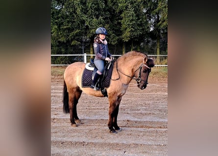 Konik, Castrone, 3 Anni, 145 cm, Falbo