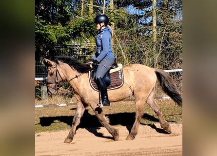 Konik, Castrone, 4 Anni, 141 cm, Falbo