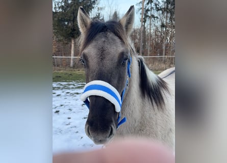 Konik, Castrone, 4 Anni, 142 cm, Falbo