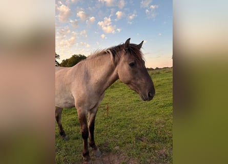 Konik, Castrone, 4 Anni, Falbo