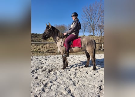 Konik, Castrone, 6 Anni, 145 cm, Overo-tutti i colori