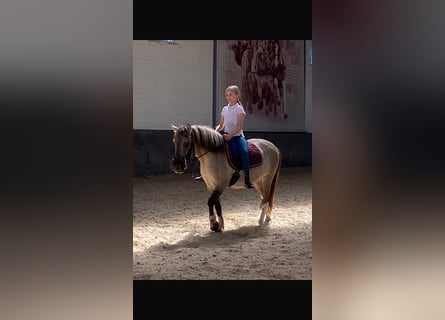 Konik, Castrone, 8 Anni, 127 cm, Falbo