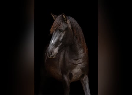 Konik dulmeński, Wałach, 3 lat, 137 cm, Grullo