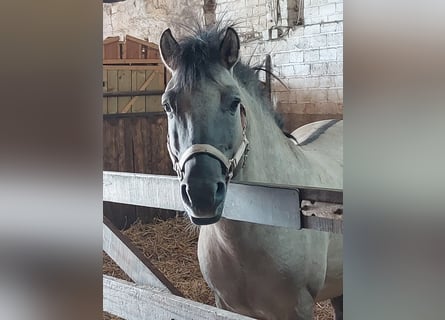 Konik, Étalon, 7 Ans, 140 cm, Isabelle