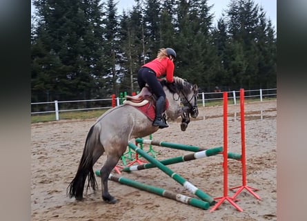 Konik, Gelding, 11 years, 14,3 hh, Dun