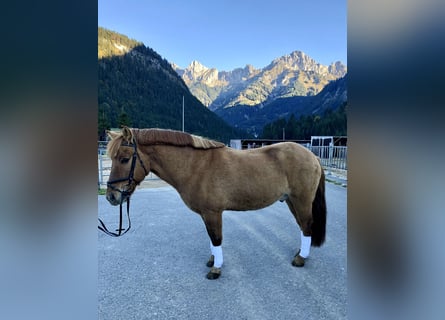Konik, Gelding, 13 years, 14,2 hh, Dun