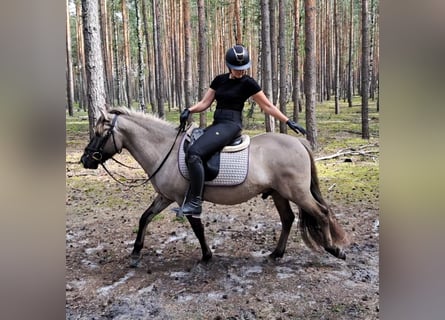 Konik, Gelding, 3 years, 13.2 hh, Dun Konik, Gelding, 3 years, 13.2 hh, Dun