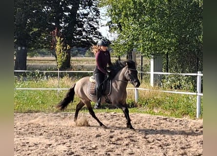 Konik, Wallach, 3 Jahre, 13,3 hh, Falbe