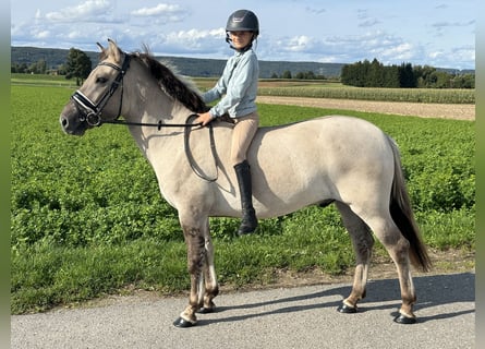 Konik Mix, Gelding, 3 years, 14 hh, Dun