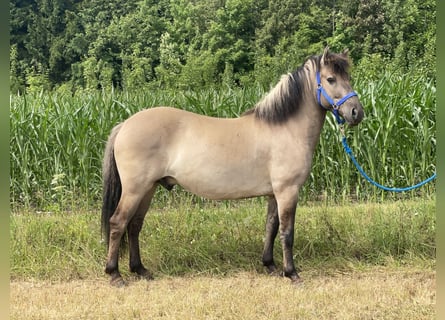 Konik, Gelding, 4 years, 13,2 hh, Dun