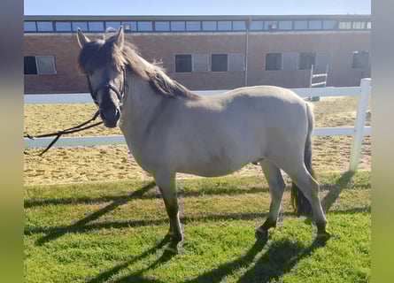 Konik, Gelding, 5 years, 12,2 hh, Dun