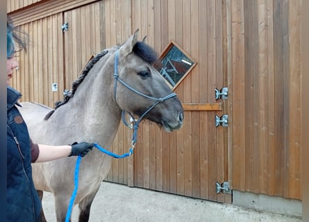 Konik, Gelding, 5 years, 14,2 hh, Dun