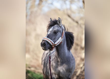 Konik, Giumenta, 2 Anni, 130 cm, Pezzato