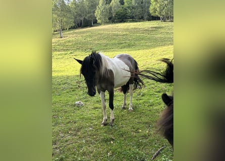 Konik, Giumenta, 2 Anni, 136 cm, Pezzato