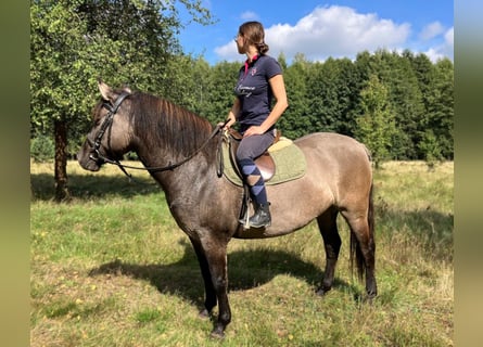 Konik, Giumenta, 4 Anni, 145 cm, Falbo