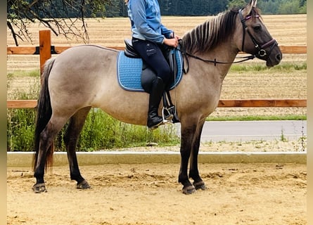 Konik, Giumenta, 9 Anni, 147 cm, Grullo