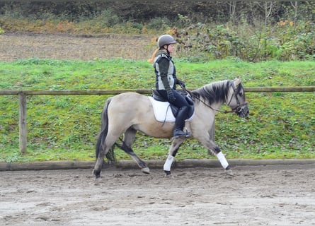 Konik, Hongre, 3 Ans, 140 cm, Isabelle