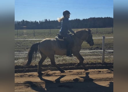 Konik, Hongre, 4 Ans, 141 cm, Isabelle