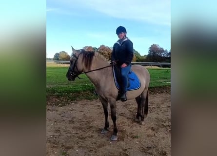 Konik, Hongre, 4 Ans, 142 cm, Isabelle