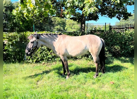 Konik, Hongre, 5 Ans, 144 cm, Isabelle