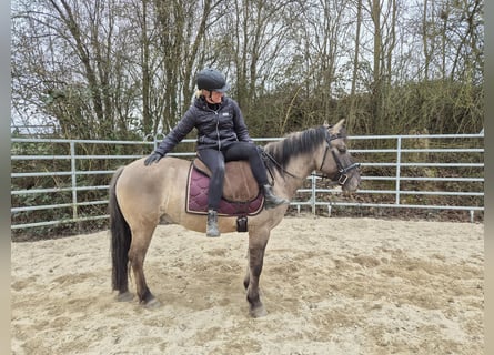 Konik, Hongre, 6 Ans, 139 cm, Isabelle