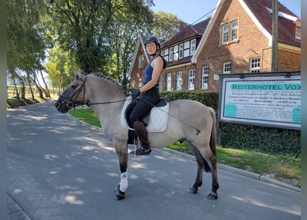 Konik, Hongre, 9 Ans, 143 cm, Isabelle