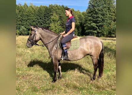 Konik, Jument, 4 Ans, 143 cm, Alezan dun