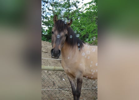 Konik, Jument, 9 Ans, 136 cm, Isabelle