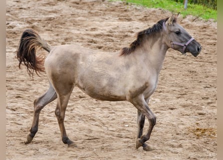Konik, Mare, 1 year, 13,1 hh, Dun