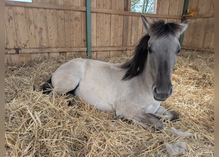 Konik, Mare, 2 years, 13,1 hh, Dun