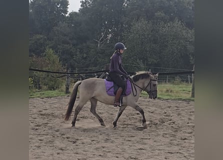 Konik Mix, Mare, 3 years, 12.2 hh, Dun Konik Mix, Mare, 3 years, 12.2 hh, Dun
