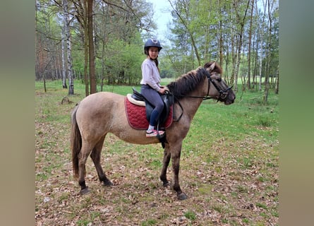 Konik, Mare, 5 years, 13.3 hh, Dun