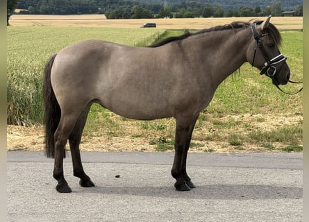 Konik Mix, Mare, 6 years, 13 hh, Dun