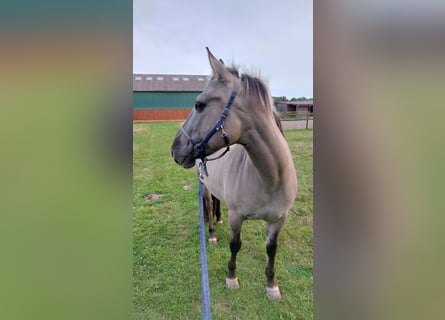 Konik, Mare, 6 years, 13,2 hh, Dun