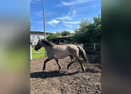 Konik, Mare, 9 years, 13.1 hh, Grullo