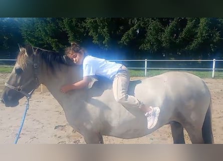 Konik, Mare, 9 years, 14 hh, Dun