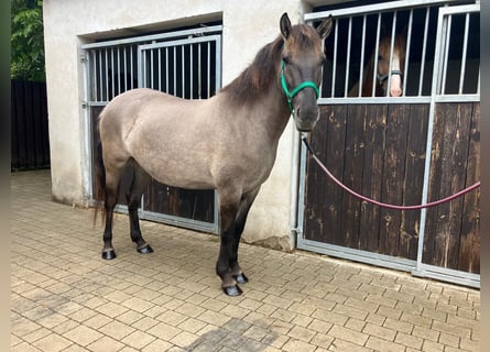 Konik, Merrie, 4 Jaar, 143 cm, Red Dun