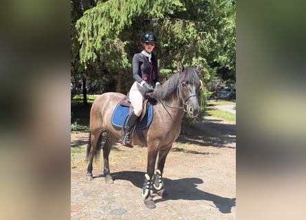 Konik, Merrie, 5 Jaar, 138 cm, Falbe