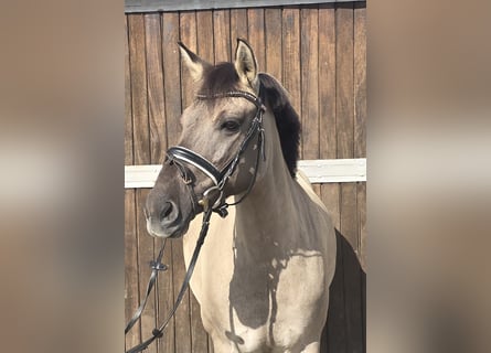 Konik, Merrie, 8 Jaar, 140 cm, Falbe