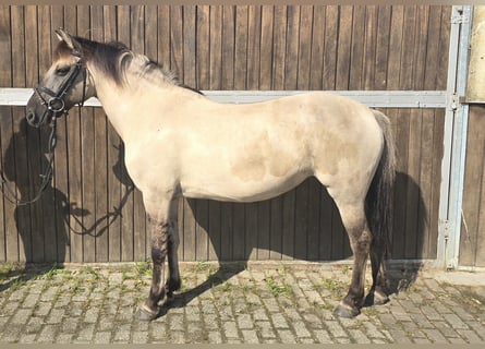 Konik polski, Klacz, 11 lat, 135 cm, Bułana